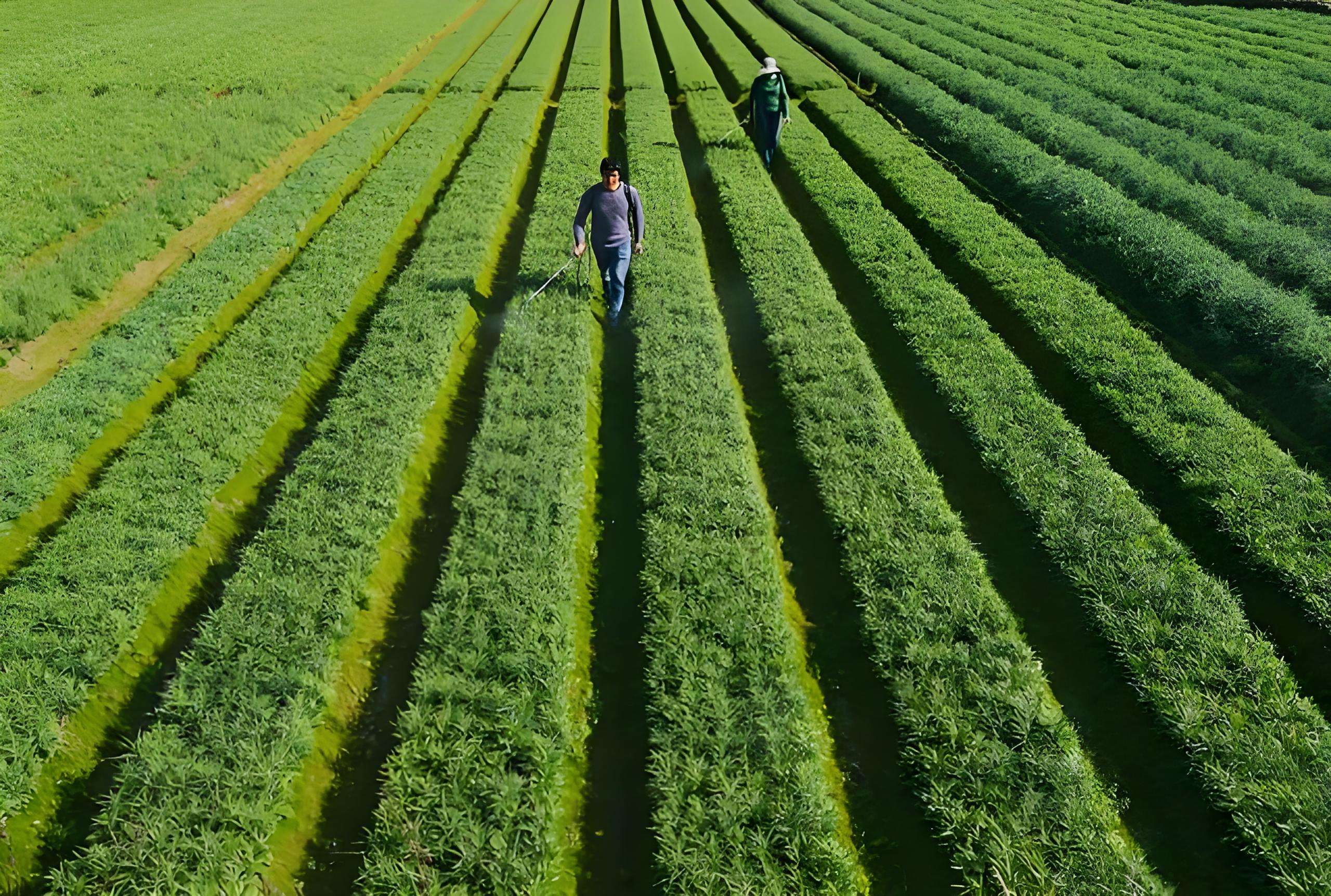 农作物长势遥感监测平台开发技术 农作物长势遥感监测平台开发技术(图2)